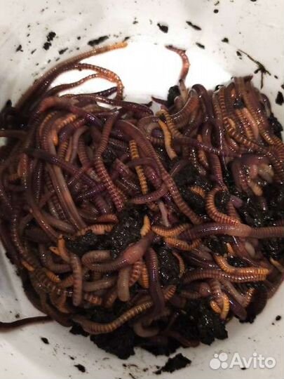Черви дендробена для рыбалки
