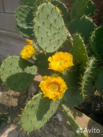 Морозостойкие кактусы, молодило, очитки