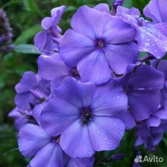 Флокс Кинг, флокс Ауреоле