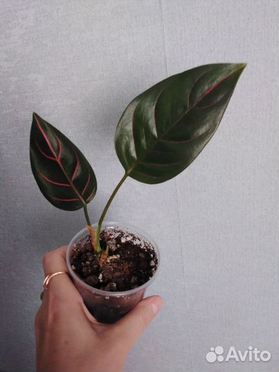 Аглаонема 2 (детки и подростки )