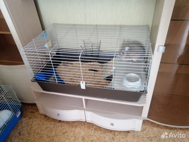 Кролик с клеткой