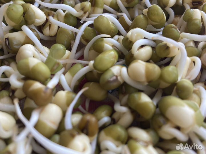 Пророщенные зерна ржи маша микрозелени