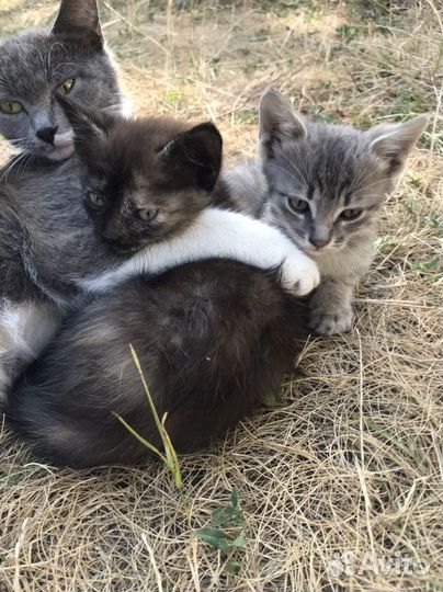 Кошки и кот