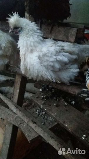 Декоративные курочки и петушки