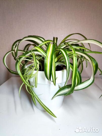 Хлорофитум кудрявый Бонни, хлорофитум хохлатый