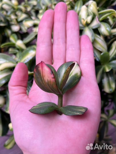 Крассула Arborescens Blue Bird mediovariegated