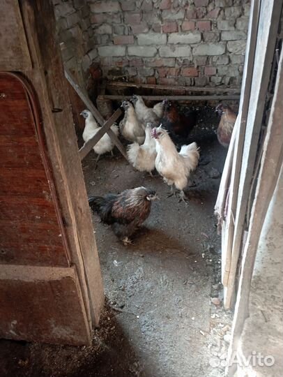 Петух китайский шелковый