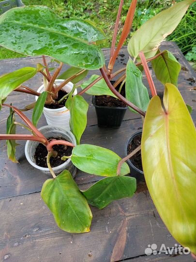 Цветы комнатные