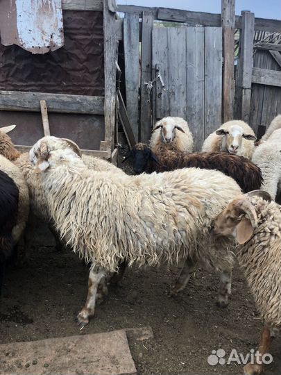 Овцы бараны