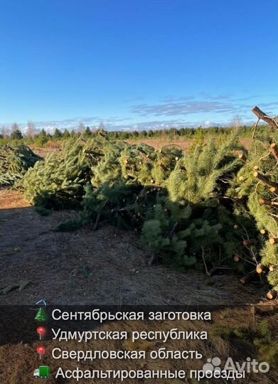 Елка сентябрьская новогодняя опт