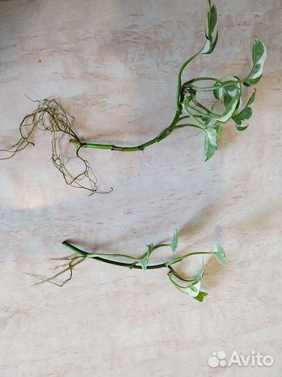 Эпипремнум n'joy