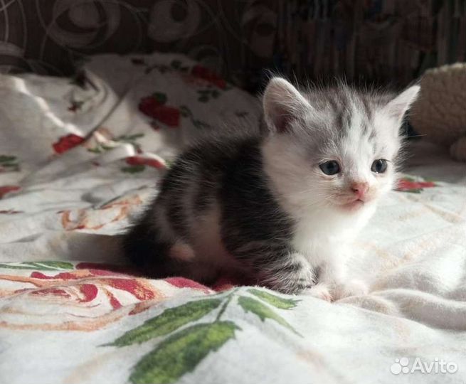 Котята в дар