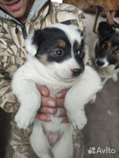 Щенки в добрые руки