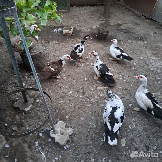 Мускусные утки