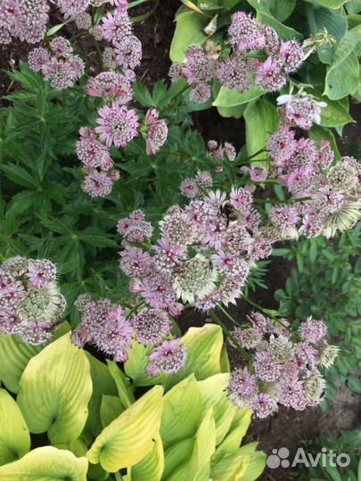 Многолетники садовые