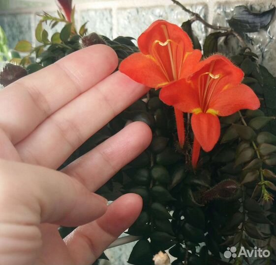 Колумнея arguta