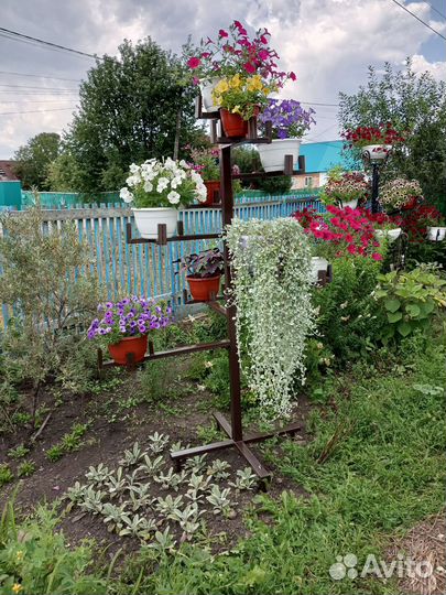 Продам петуниевое дерево