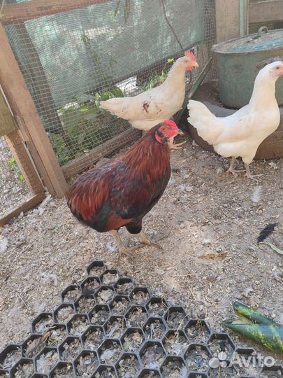 Петух араукана