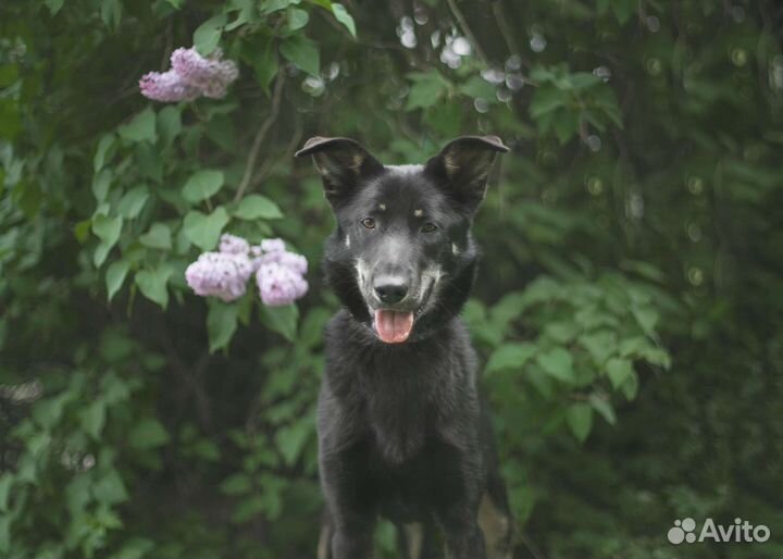 Черри ищет дом, собака в добрые руки