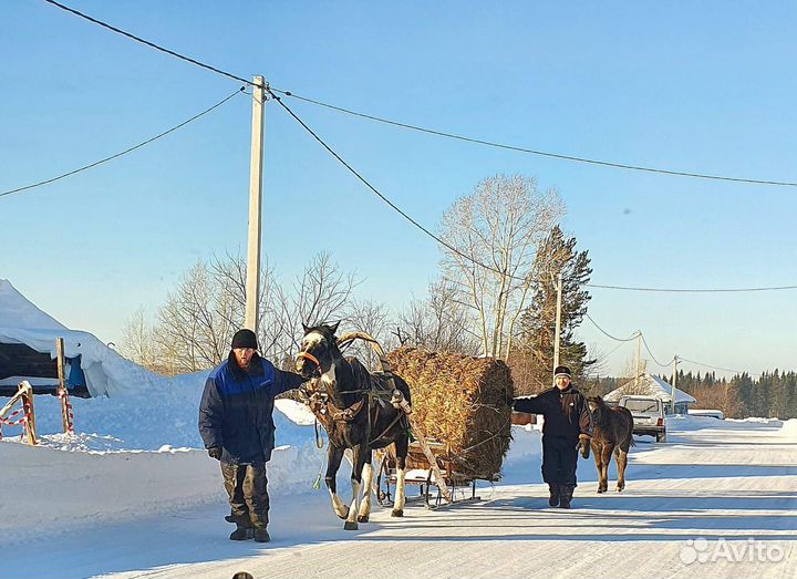 Домашние животные кобыла