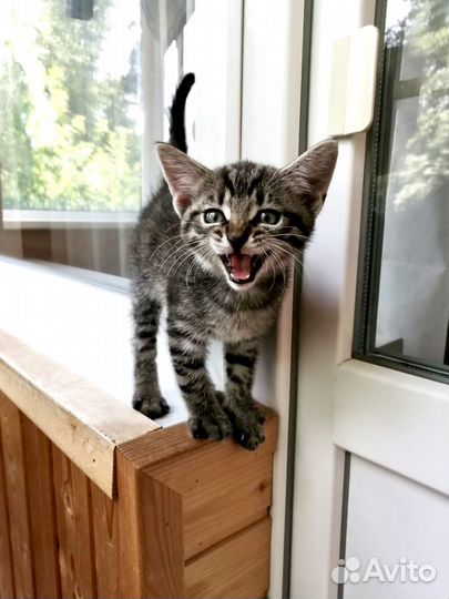 Крошка Мартин