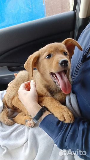 Щенок в добрые руки