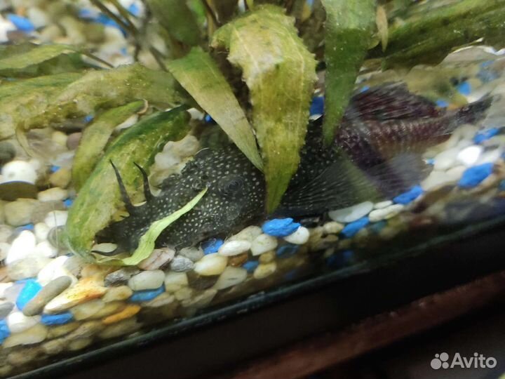 Сомики анциструсы