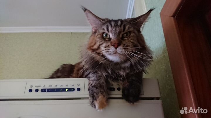 Котята мейн-кун