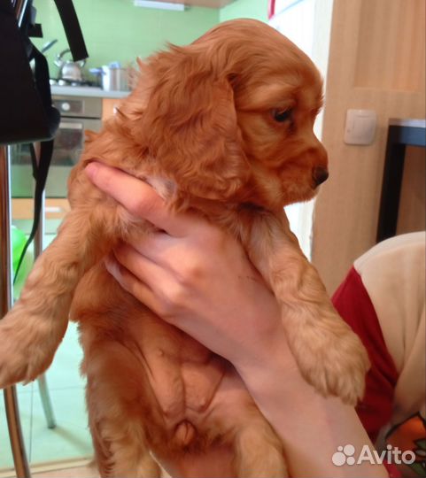 Щенки английского кокер спаниеля