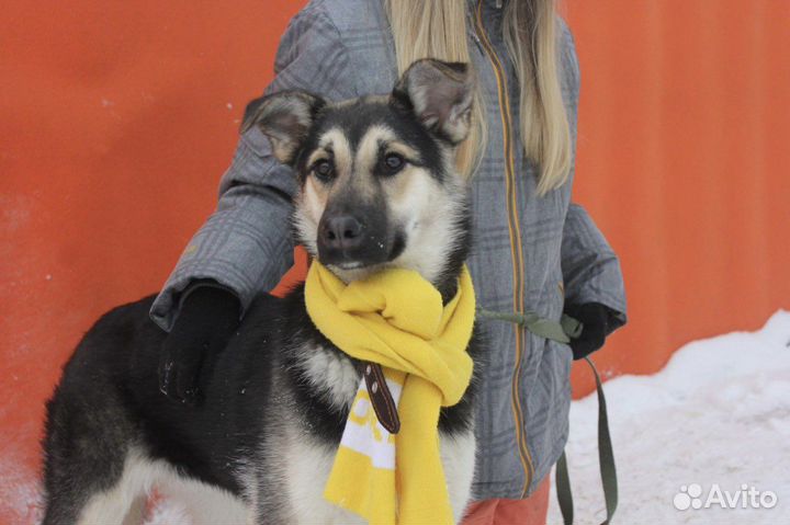 Овчаристая малышка ищет дом