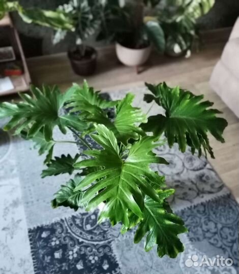 Филодендрон Селло, Selloum Шангри Ла