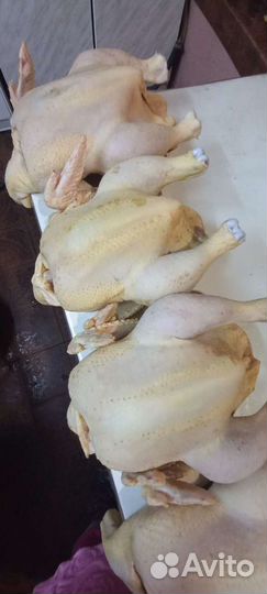Мясо домашний птицы