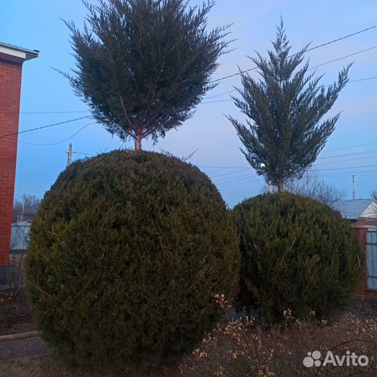 Можжевельник сформированный,шар большой