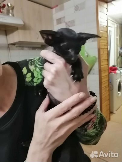 Ориентальные котята