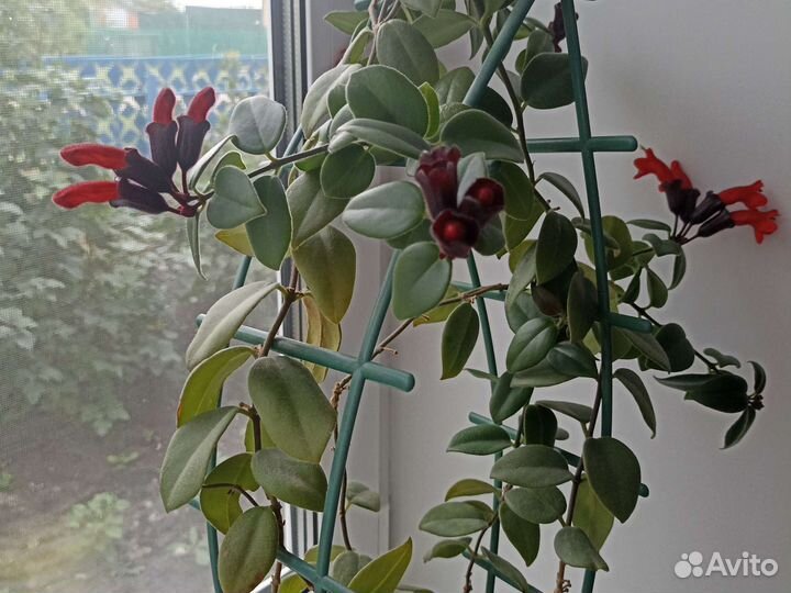 Эсхинантус