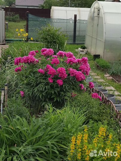 Многолетники