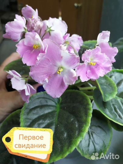 Сортовые фиалки