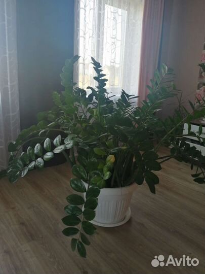 Замиокулькас