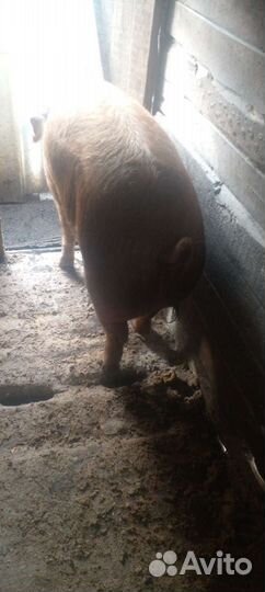 Свинка (дюрок)