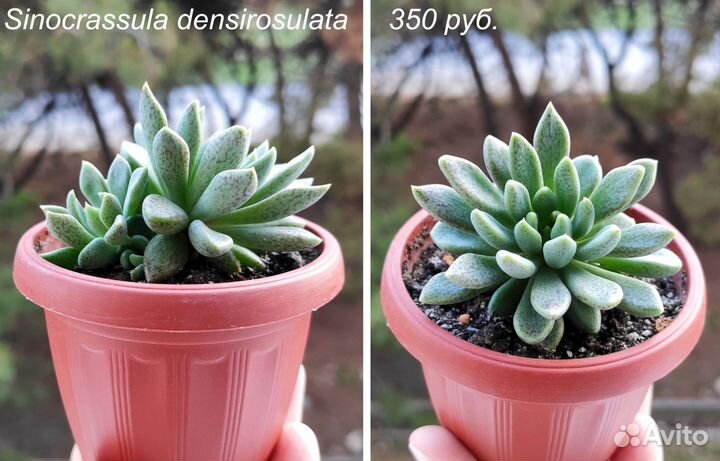 Суккуленты (синокрассулы, седум и пр.)