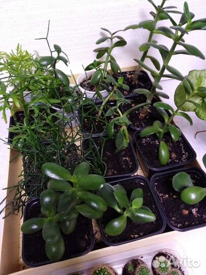 Денежное дерево толстянка