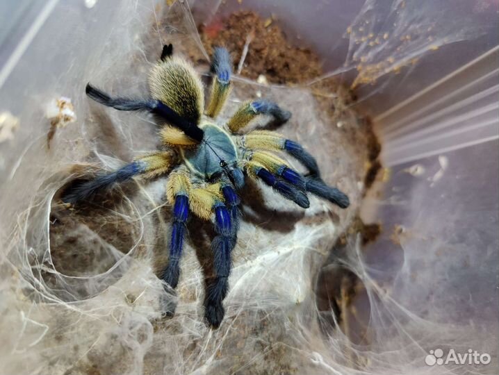 Monocentropus balfouri L2-L3