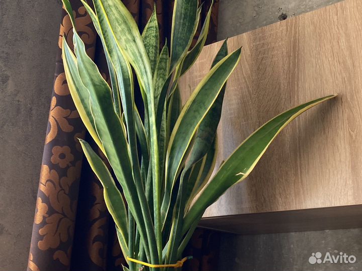 Цветок комнатный