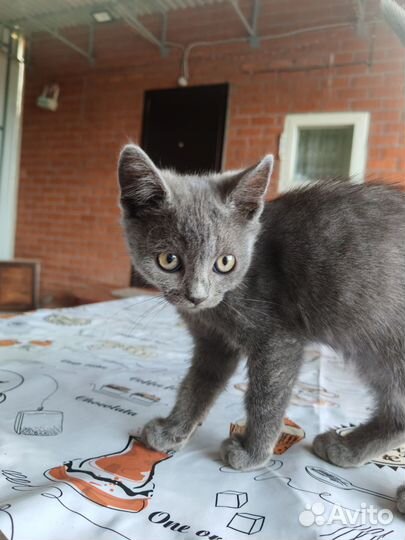 Кошечка в добрые руки бесплатно. Тигра и Детка