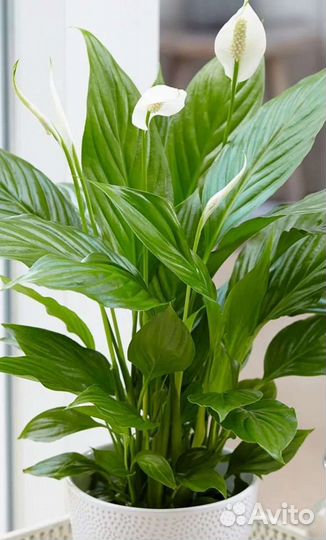 Спатифиллум