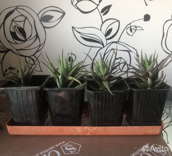 Суккулент Хавортия