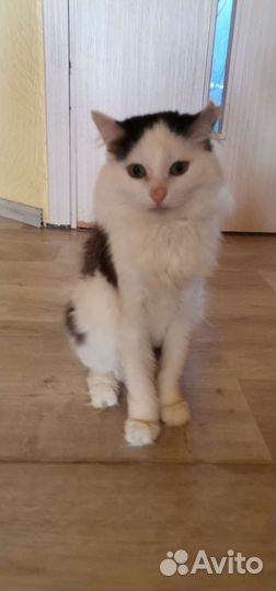 Котик, примерно 4 года