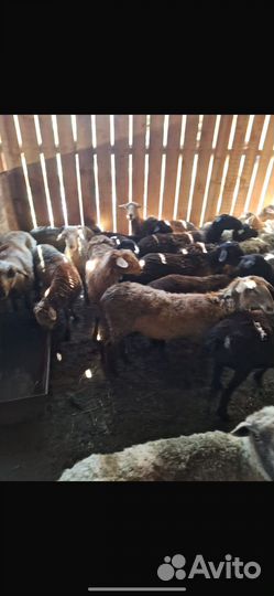 Овцы бараны