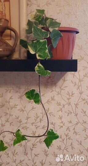 Вьющееся декоративное домашнее растение