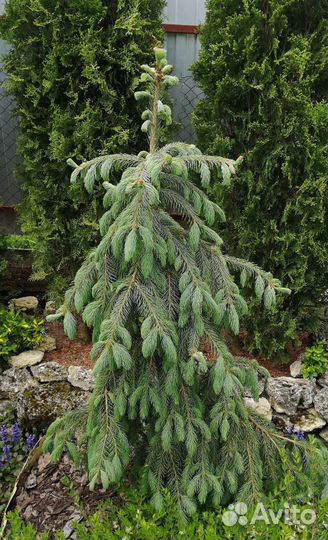 Эль Энгельмана Буш Лейс